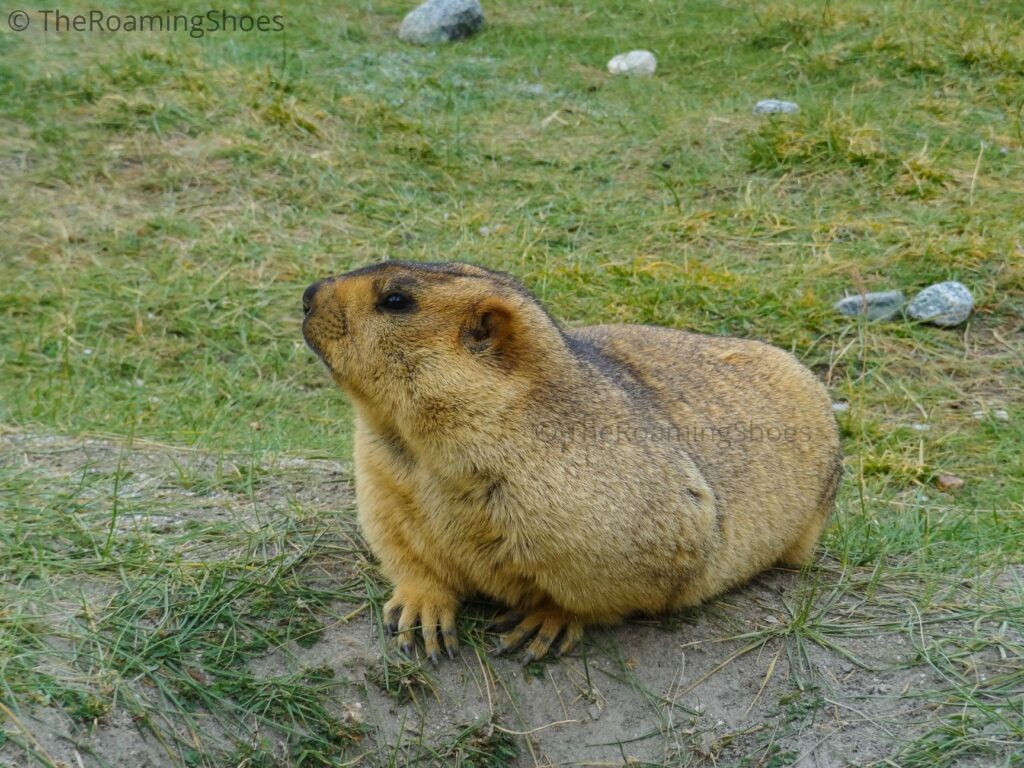 The Posing Marmot