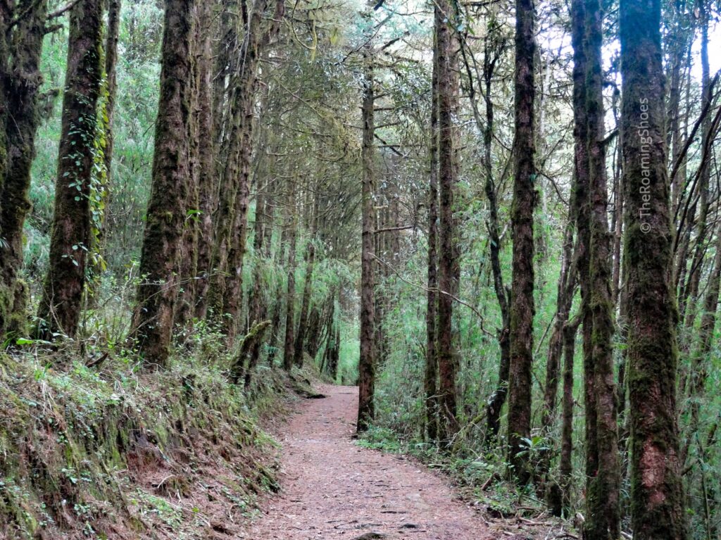 Path through Varsey forest