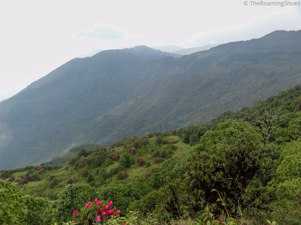 Rhododendron forest