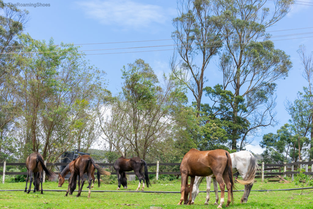 Horses in Destiny farm resort