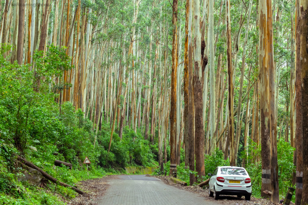 Eucalyptus forest on the way to ooty