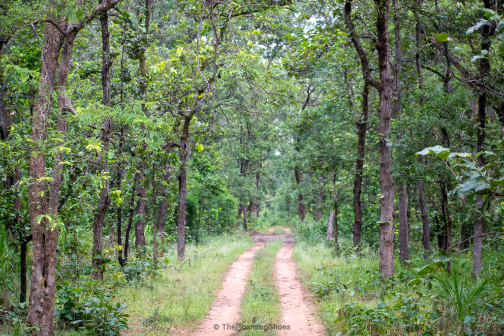 The path through the forest of bandhavgarh, Madhya Pradesh