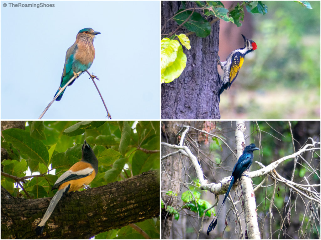 The colourful birds of Bandhavgarh