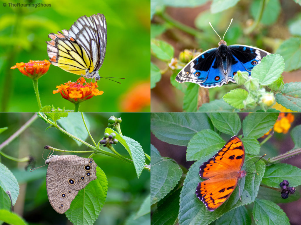 Various shades of butterflies