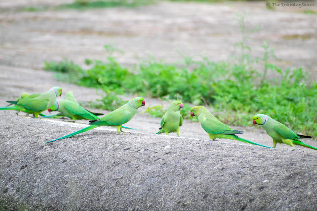 Lots of parrots inside Chitradurga Fort