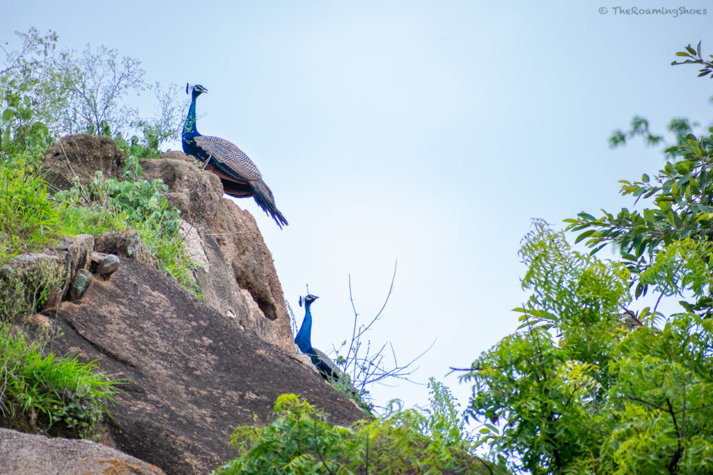 Peacocks inside Chitradurga Fort