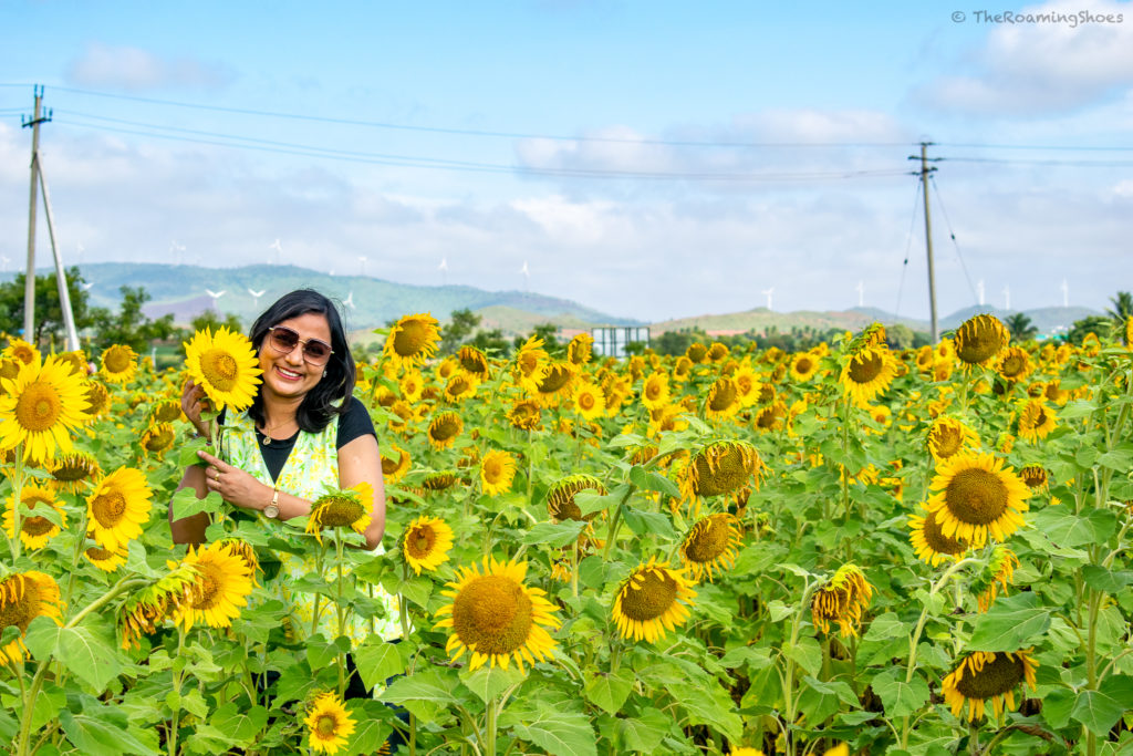 Sunflower fields in Chitradurga