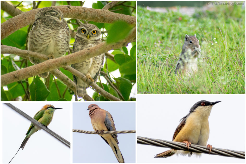 Birds of Chitradurga