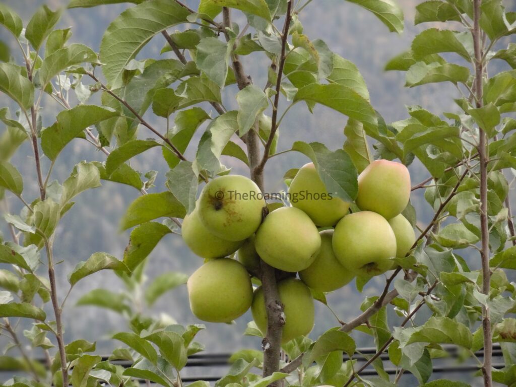 Golden Apple