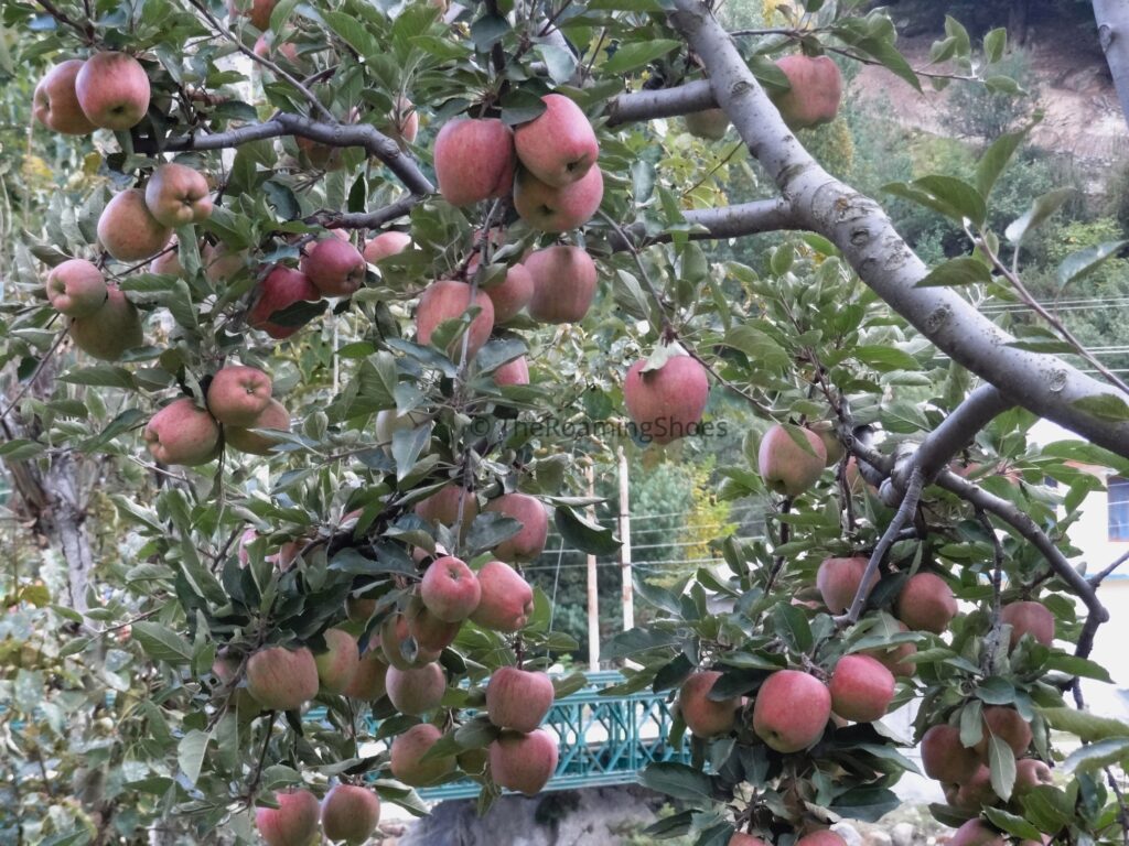 Pink Apples