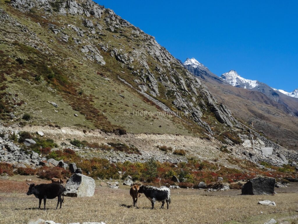 Various Colors of nature at Chhitkul