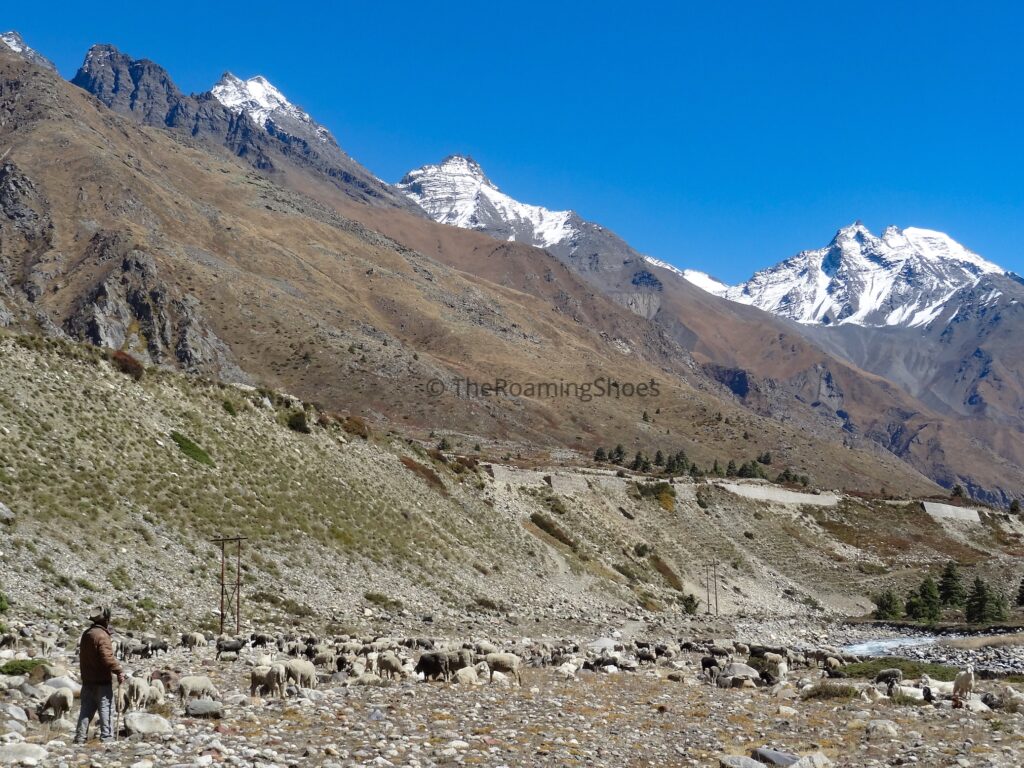 A Shepherd in the valley