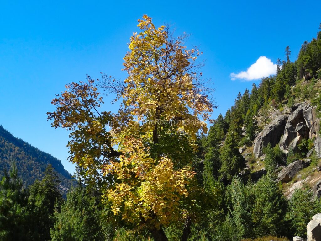 Trees making the place colorful