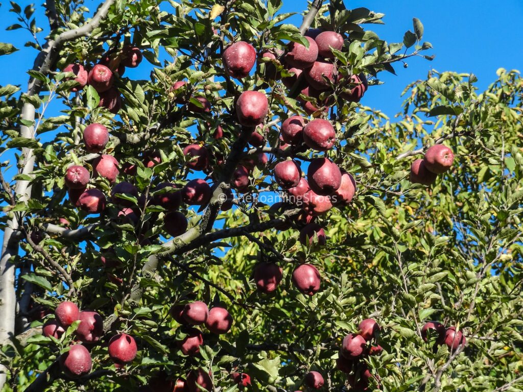 Delicious Red Apples