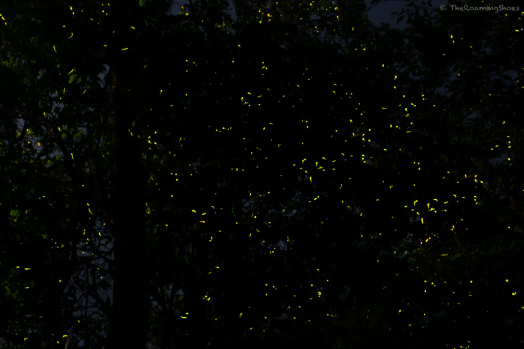 Fireflies all around