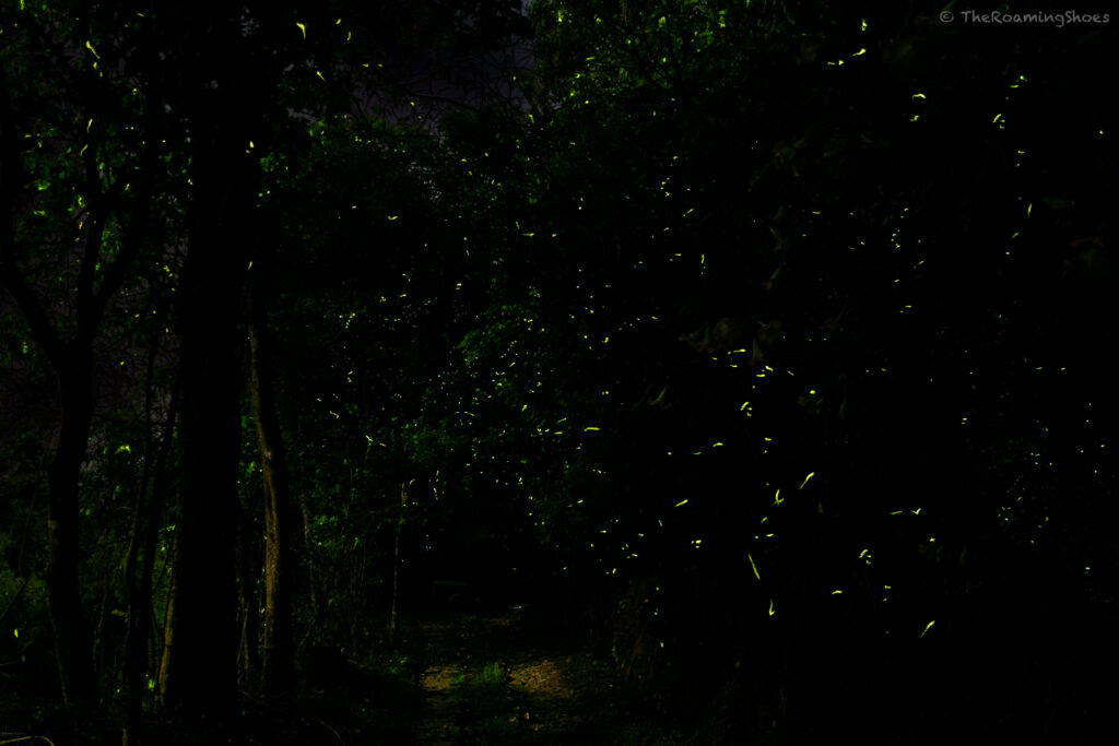 Fireflies at night in coorg