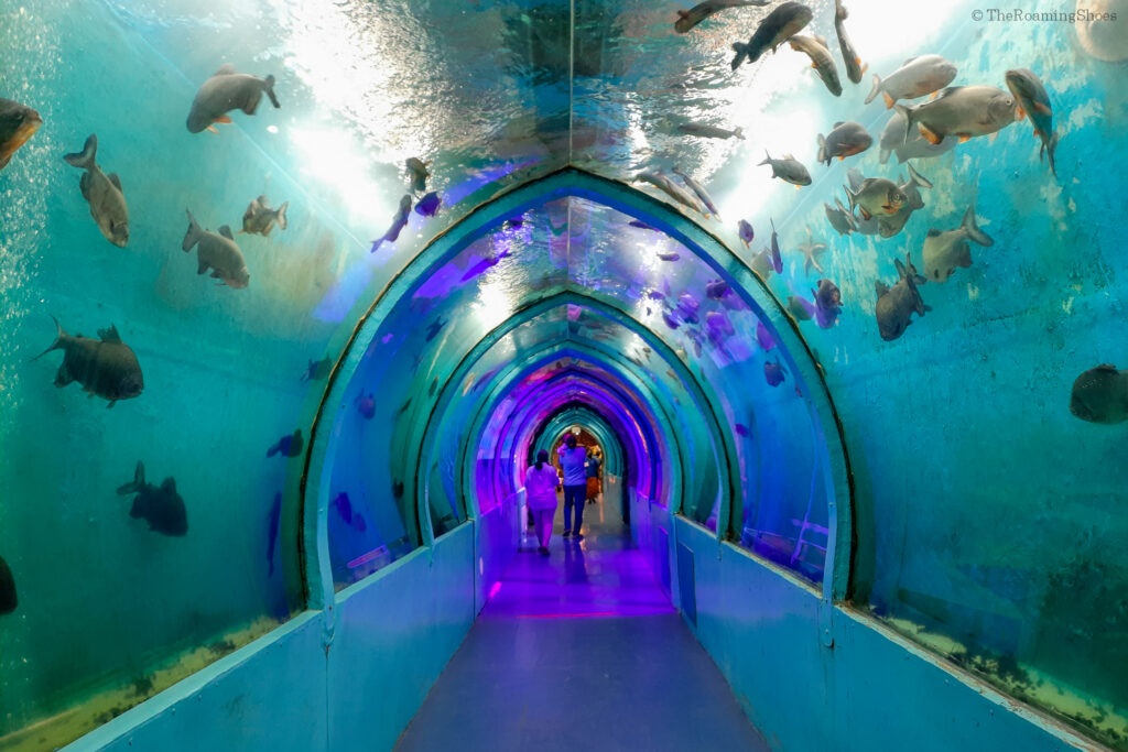 Aquarium tunnel in Mysore