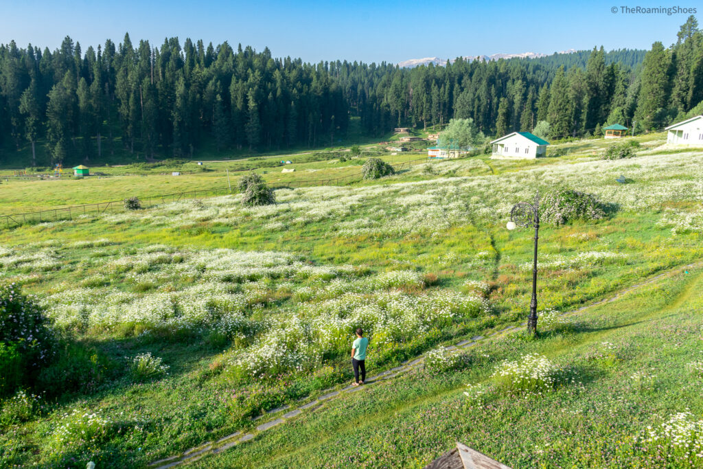Morning view from JKTDC hut in Yusmarg