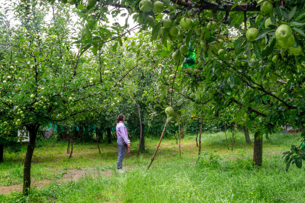 Apple valley, Kashmir