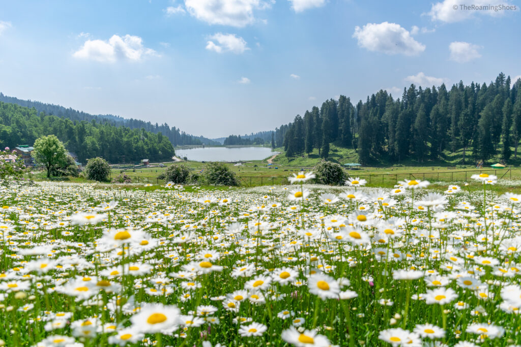 Views in Yusmarg, Kashmir