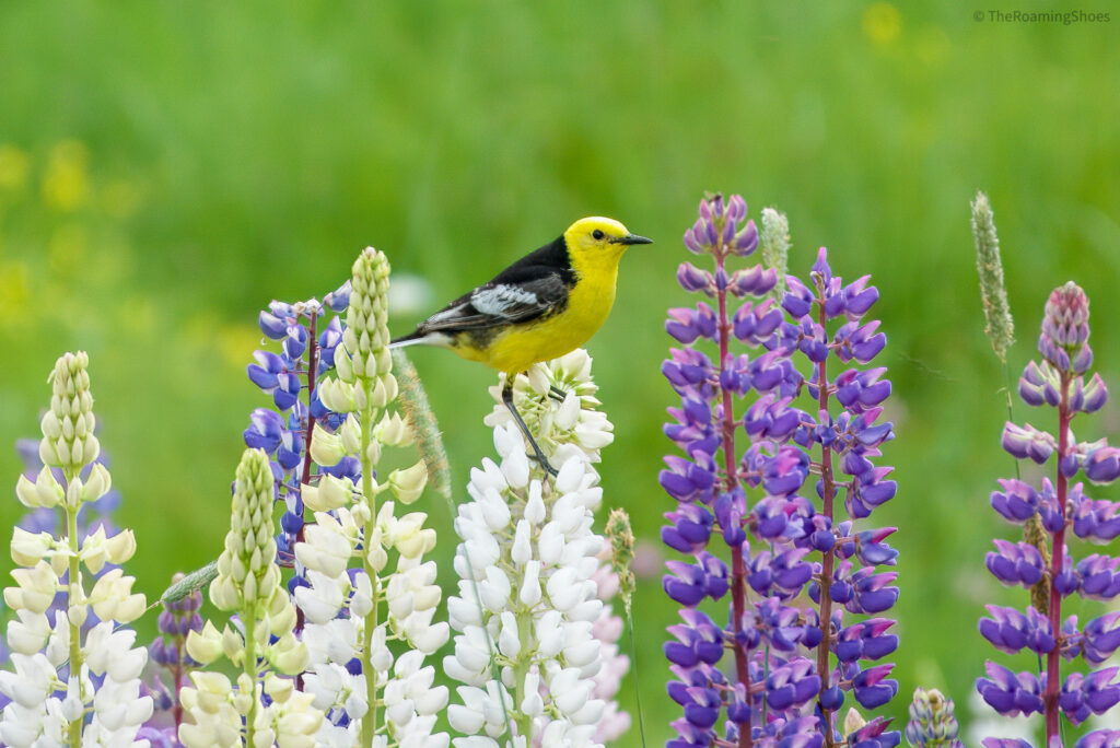 American Goldfinch - in the Lupine blooms of Gulmarg, Kashmir