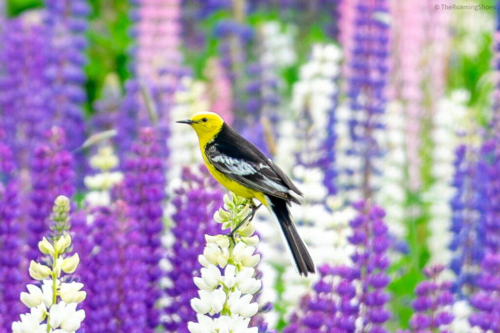 The vibrant goldfinch in Lupine flower