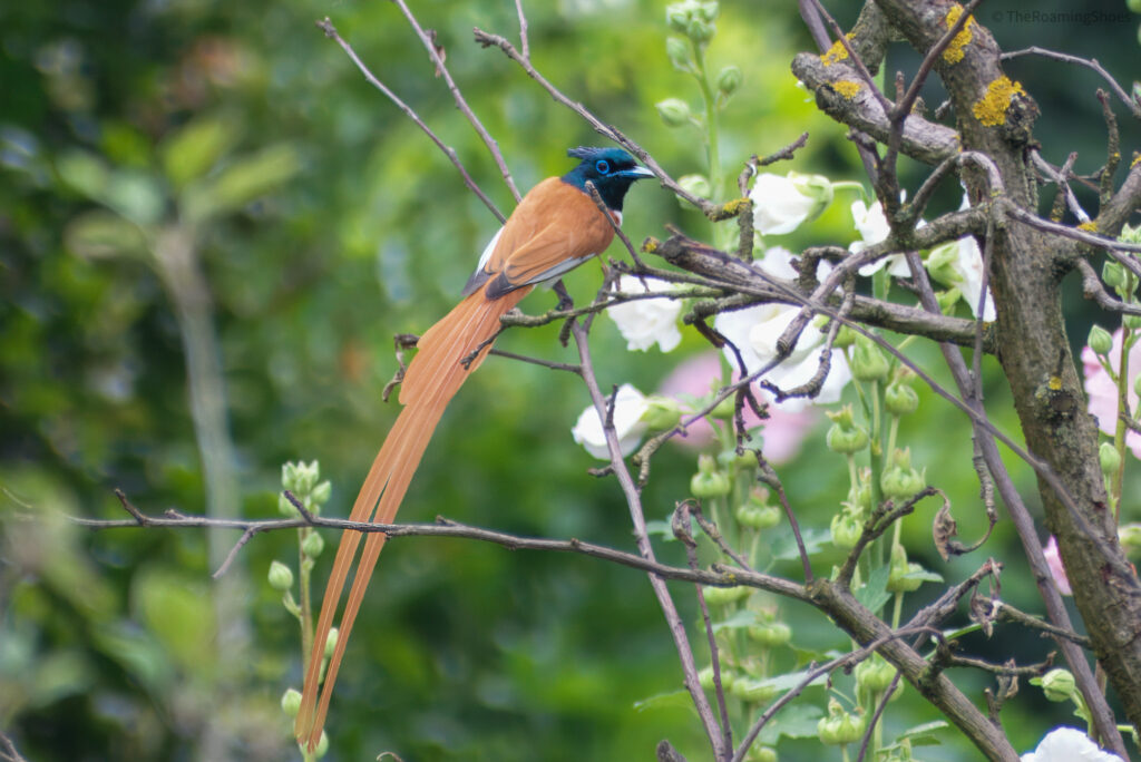 Indian paradise flycatcher, captured in Srinagar