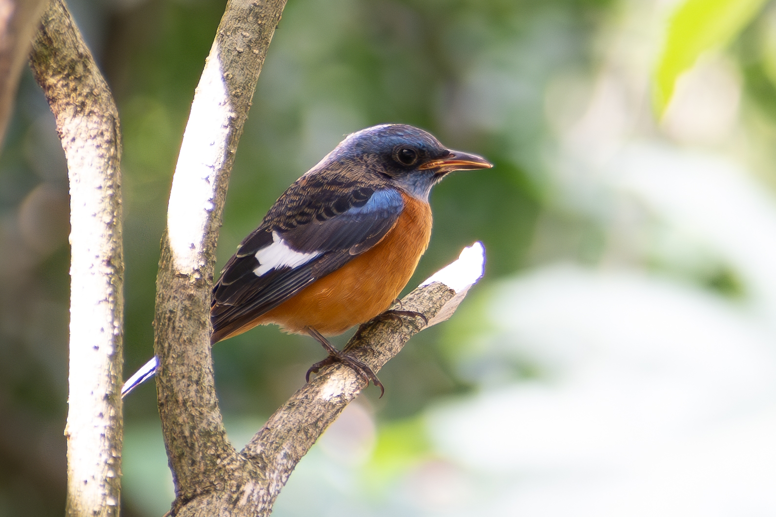 Birds of Nandi Hills