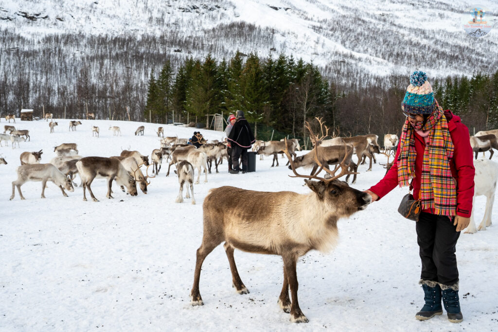 Reindeer Feeding in Tromso