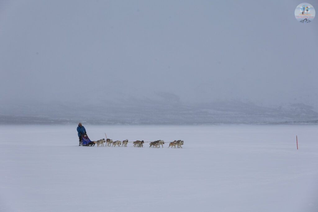 Husky sledding in Finland