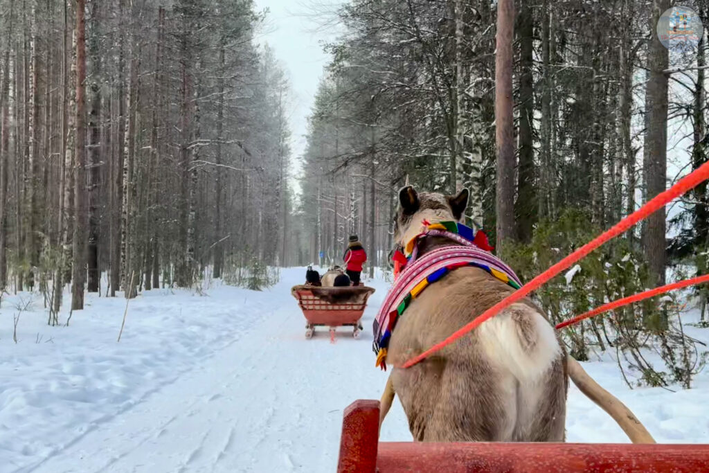 Reindeer sleigh ride in Rovaniemi