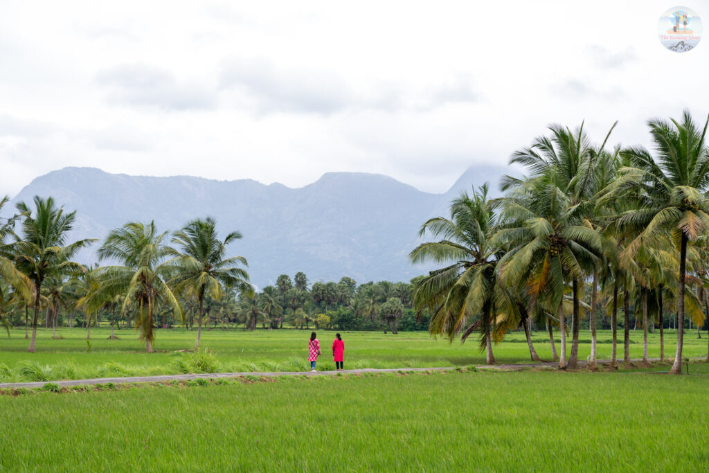 Paddy fields of Pallasena