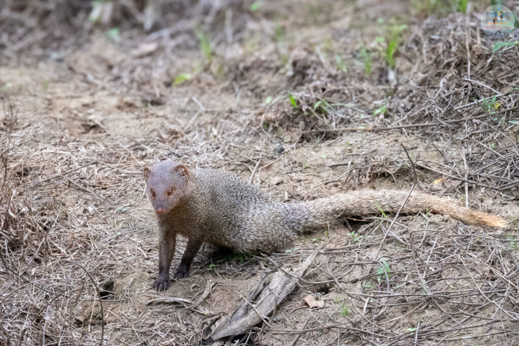 Mongoose at the property