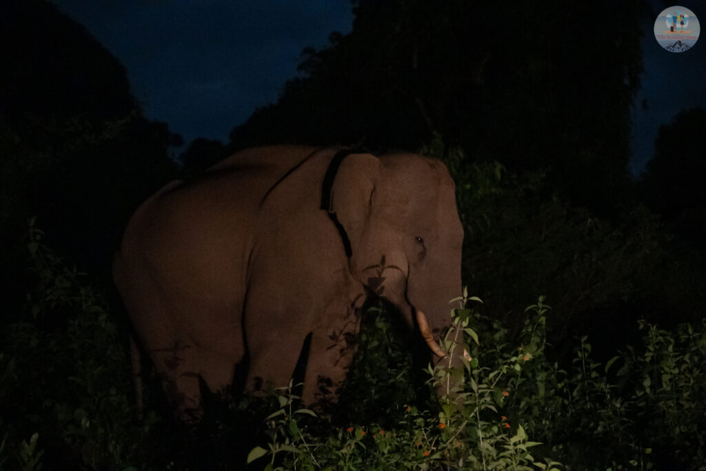 Elephant seen at Wayanad