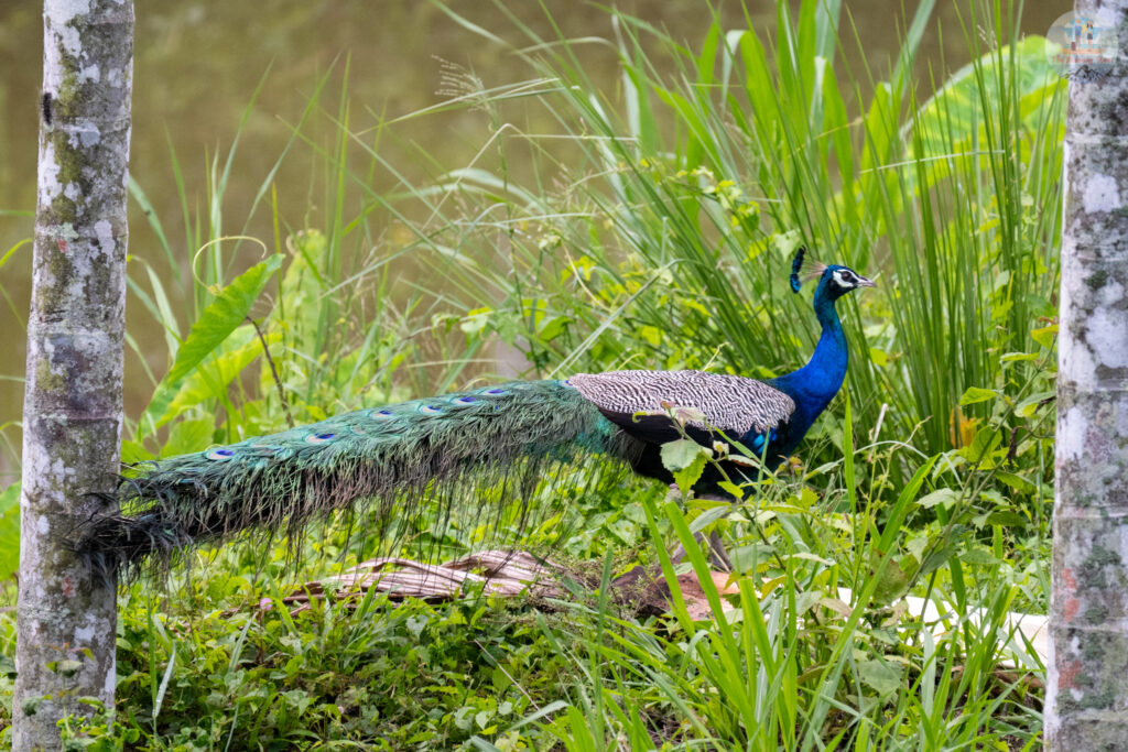 Peacock at Wayanad