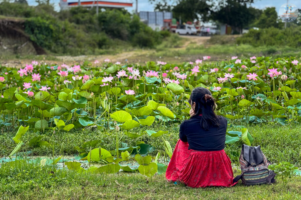 Lotus pond on the way to Wayanad