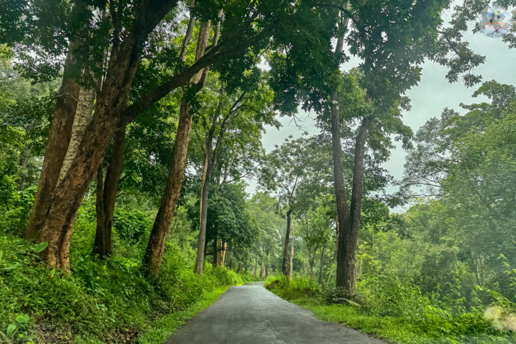 Forest Road in Wayanad