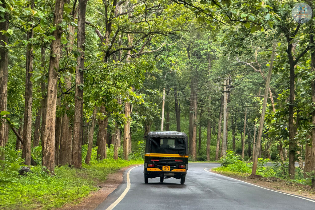Forest in monsoon