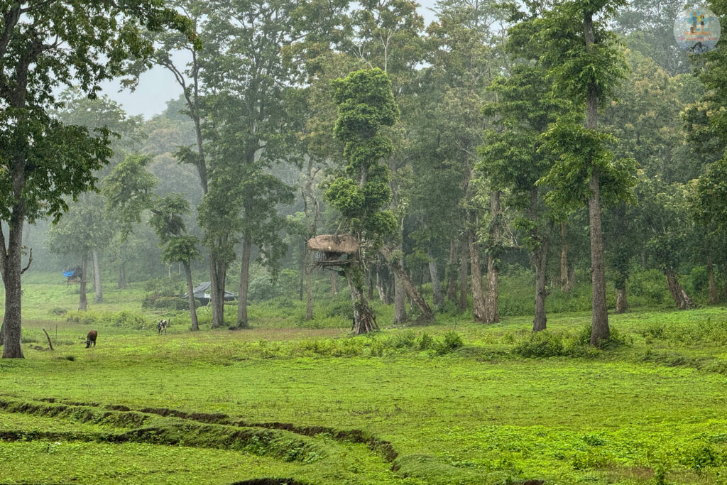 Monsoon views in Wayanad
