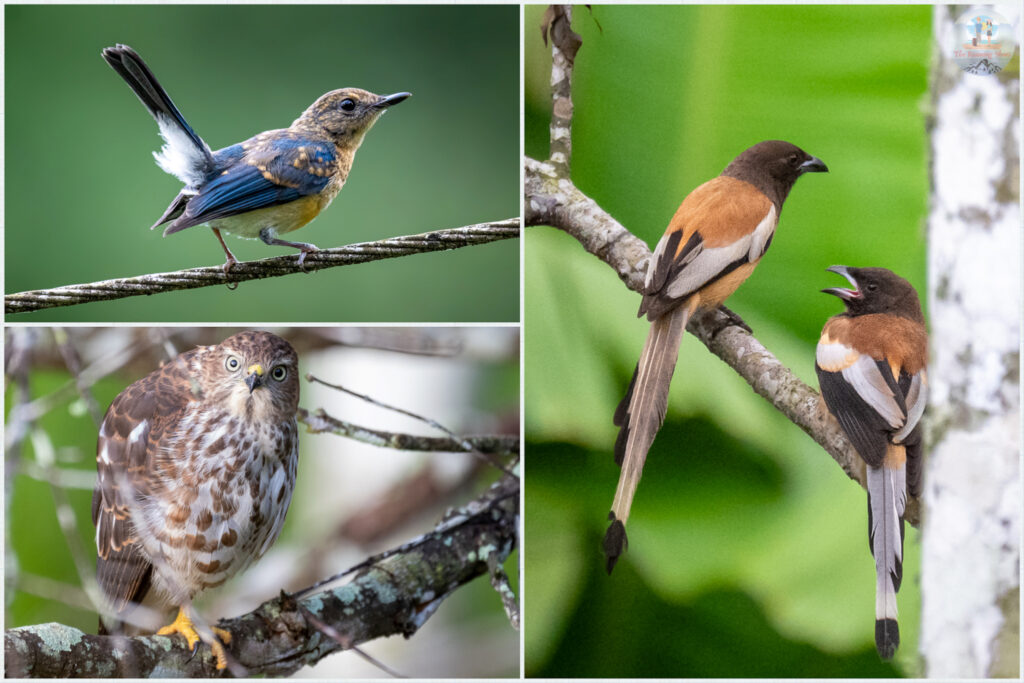 Birds of Wayanad