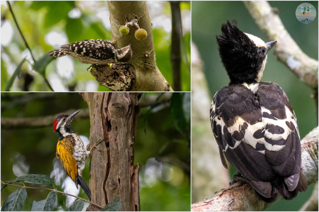 Woodpeckers at Wayanad